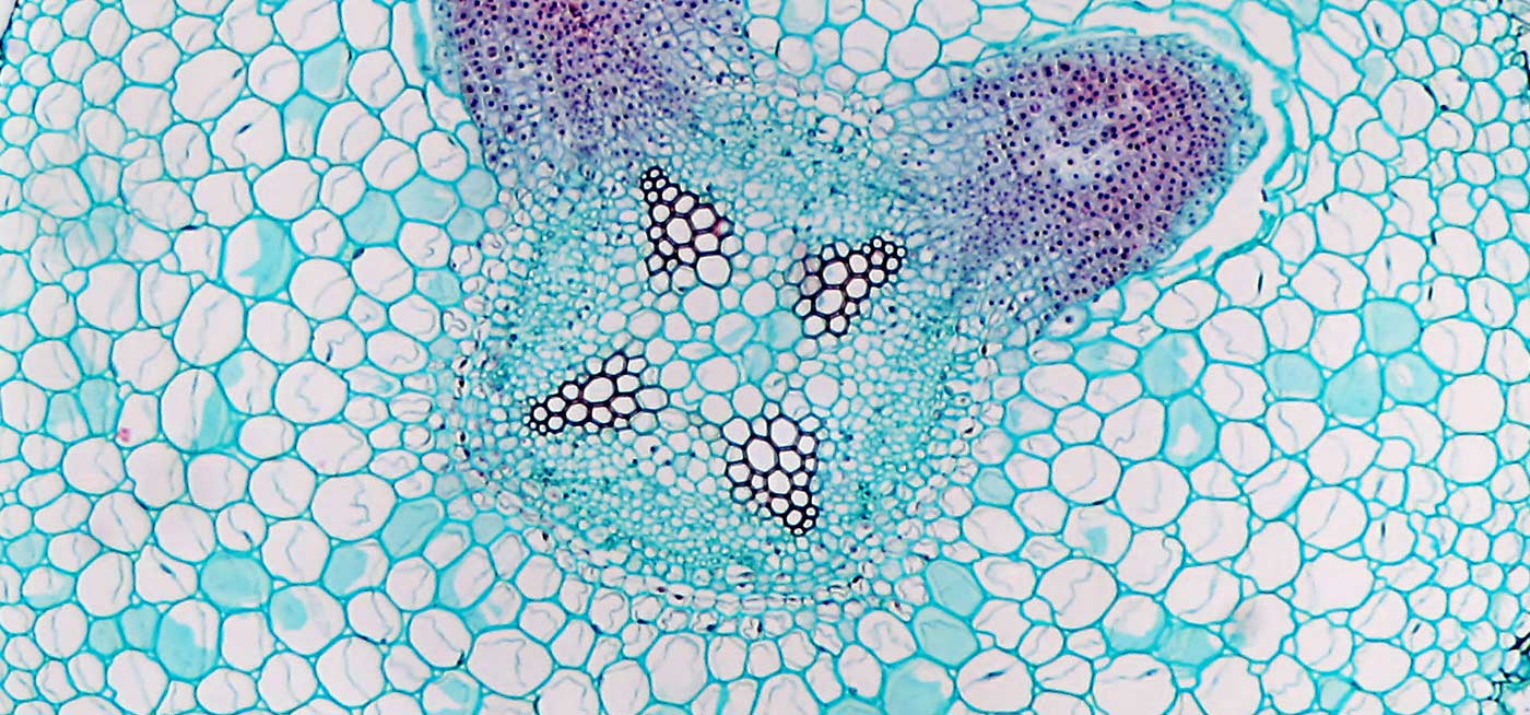 Microscopic cross-section of stem tissue