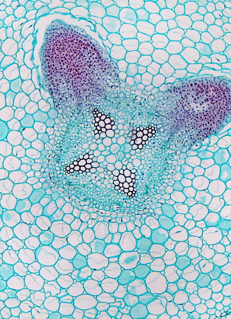 Microscopic cross-section of stem tissue