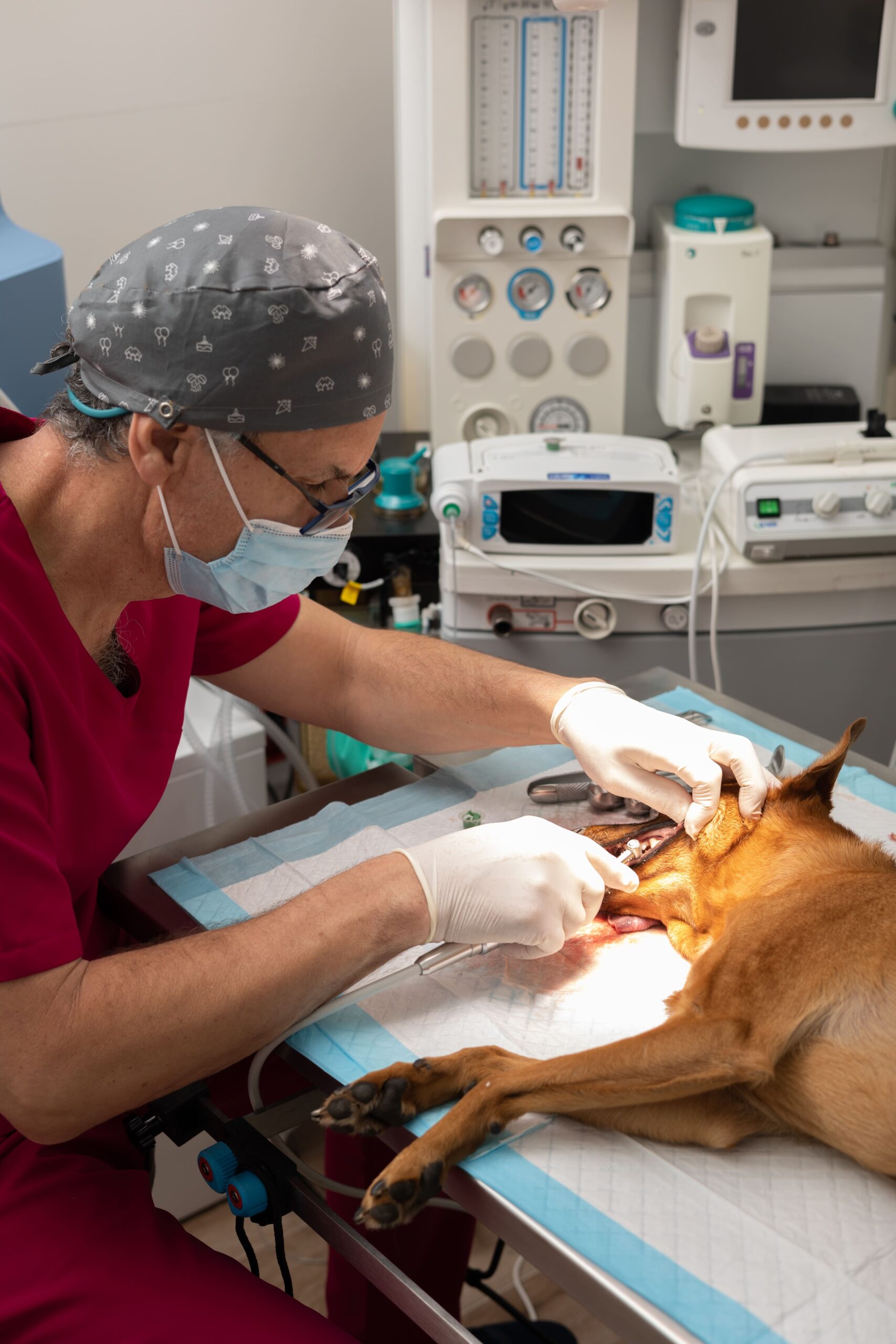 Veterinarian performing dental surgery on a dog