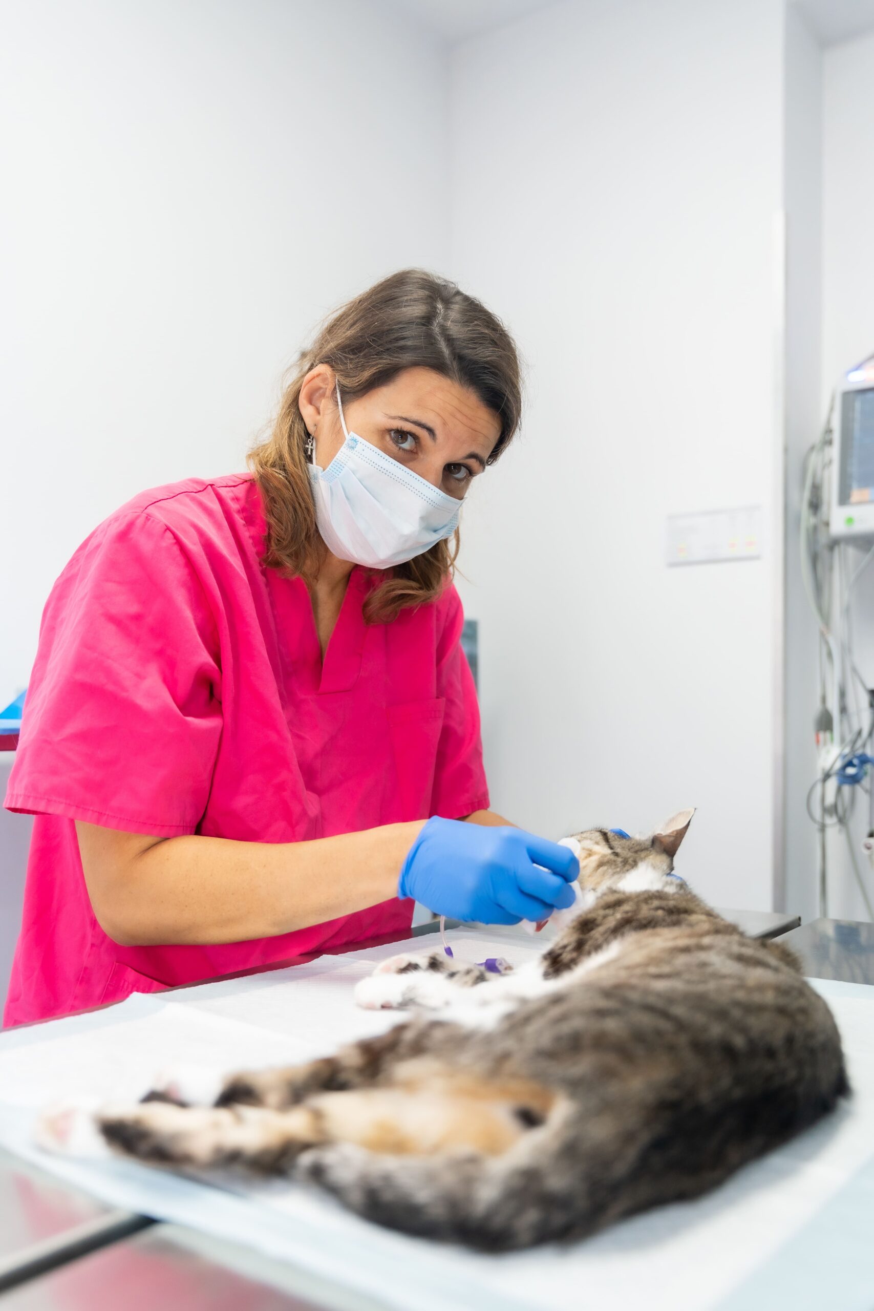 Veterinarian treating a cat